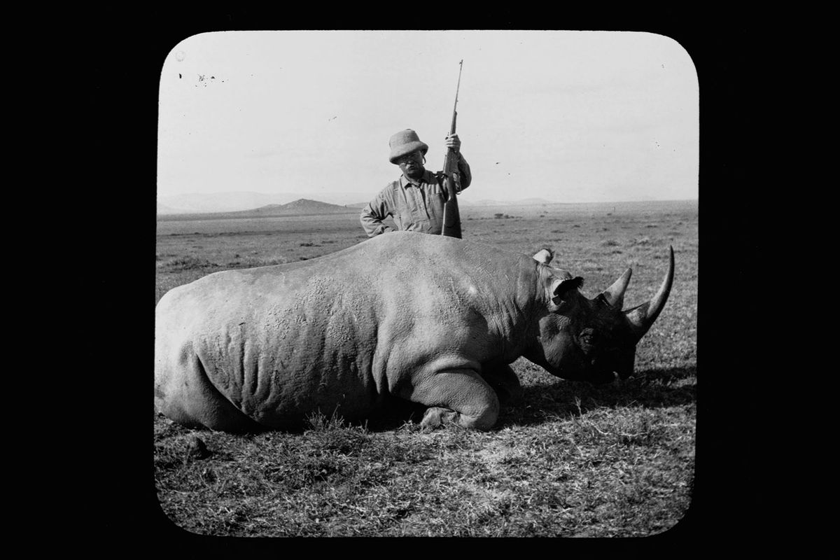 Former President Theodore Roosevelt stands over a rhino he has shot while on safari in Africa.  (Edward Van Altena/Library of Congress/Corbis/VCG via Getty Images)