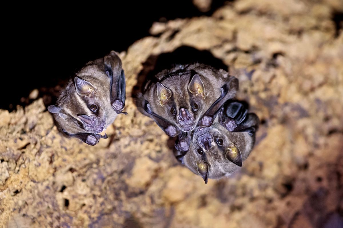 Vampire bats cuddling at Manu National Park, Peru (Getty Images/Westend61)