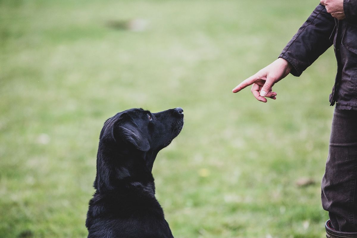 A dog trainer giving a hand command to Black Labrador dog (Getty Images/	Mint Images)