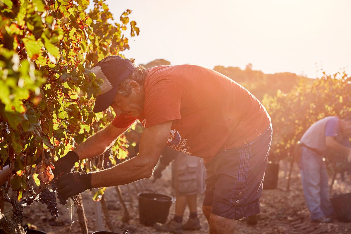 Farmer harvesting grapes on sunny day (Getty Images/Morsa Images)