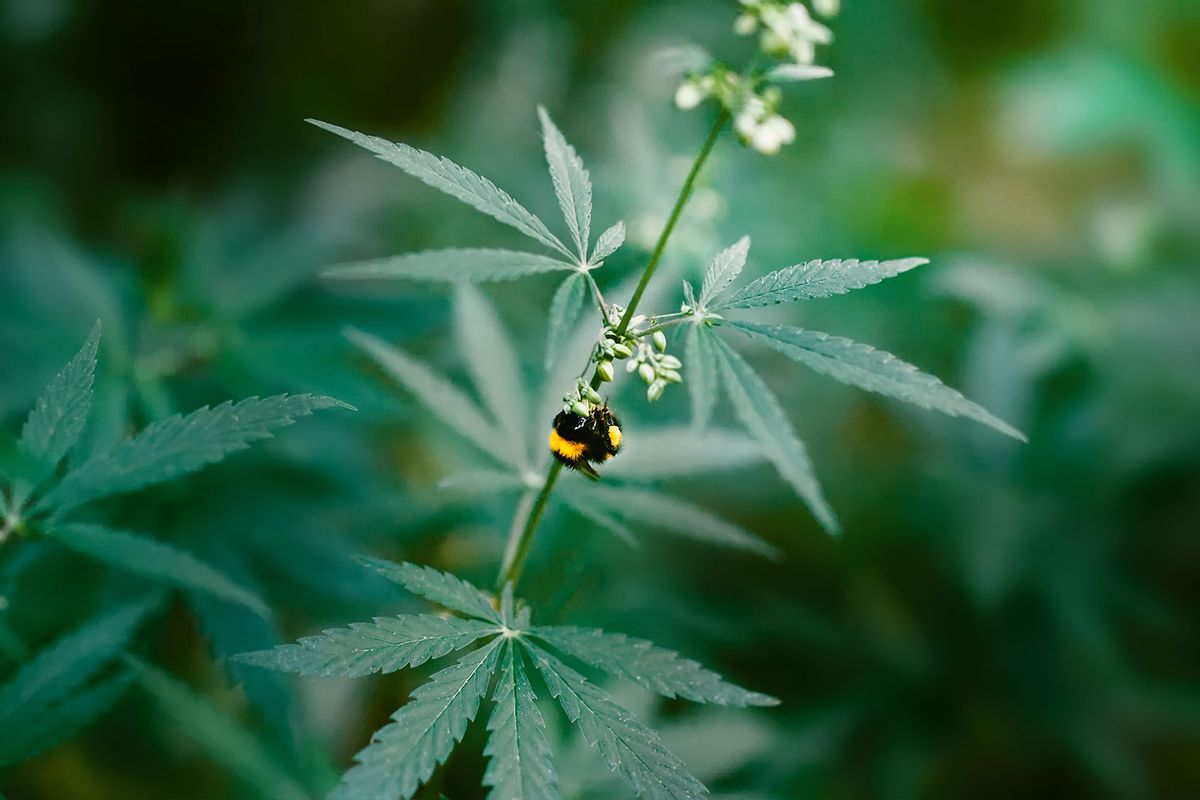 Bumblebee pollinating a flowering cannabis plant (Getty Images/Aleksandr_Kravtsov)