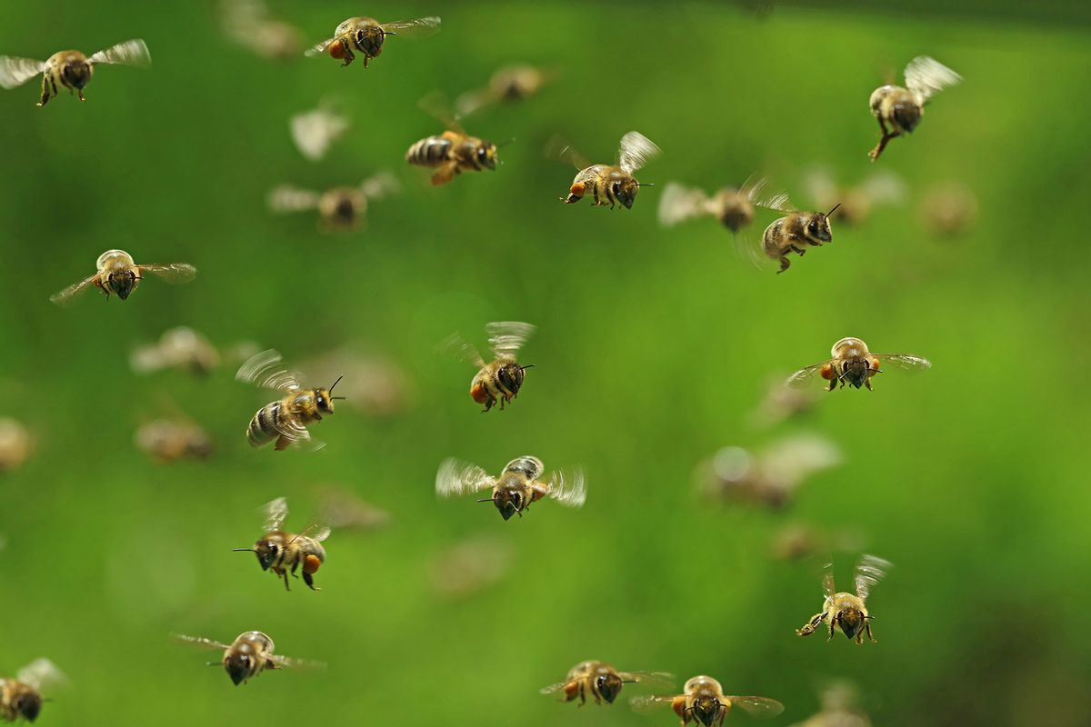 Honey bees in a swarm (Getty Images/Andreas Häuslbetz)