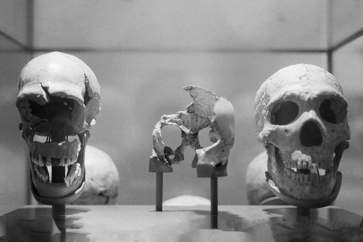 A Neanderthal skull and some of the Mousterian tools used by the Neanderthals are shown in this display during a tour of the "Ancestors" exhibit at the American Museum of Natural History (Getty Images / Bettmann / Contributor)
