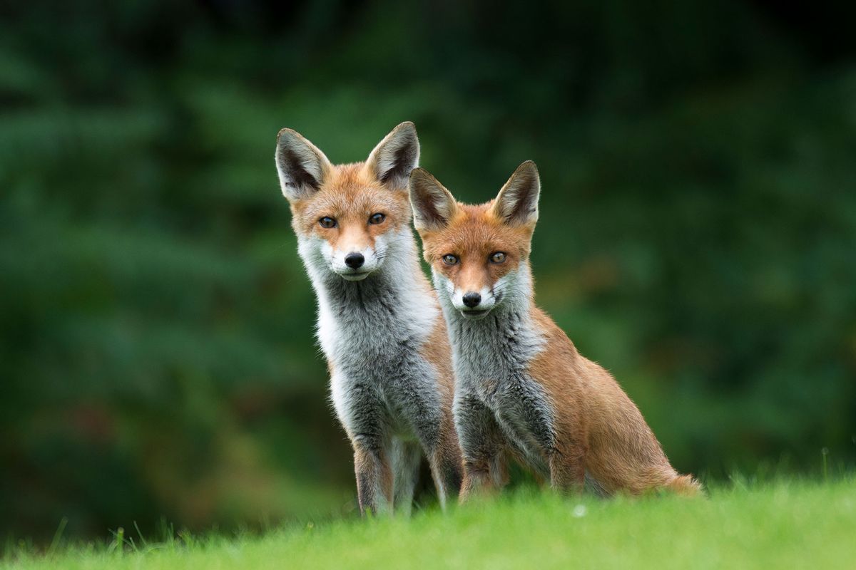 Red fox cub with parent (Vulpes vulpes) (Getty Images/James Warwick)