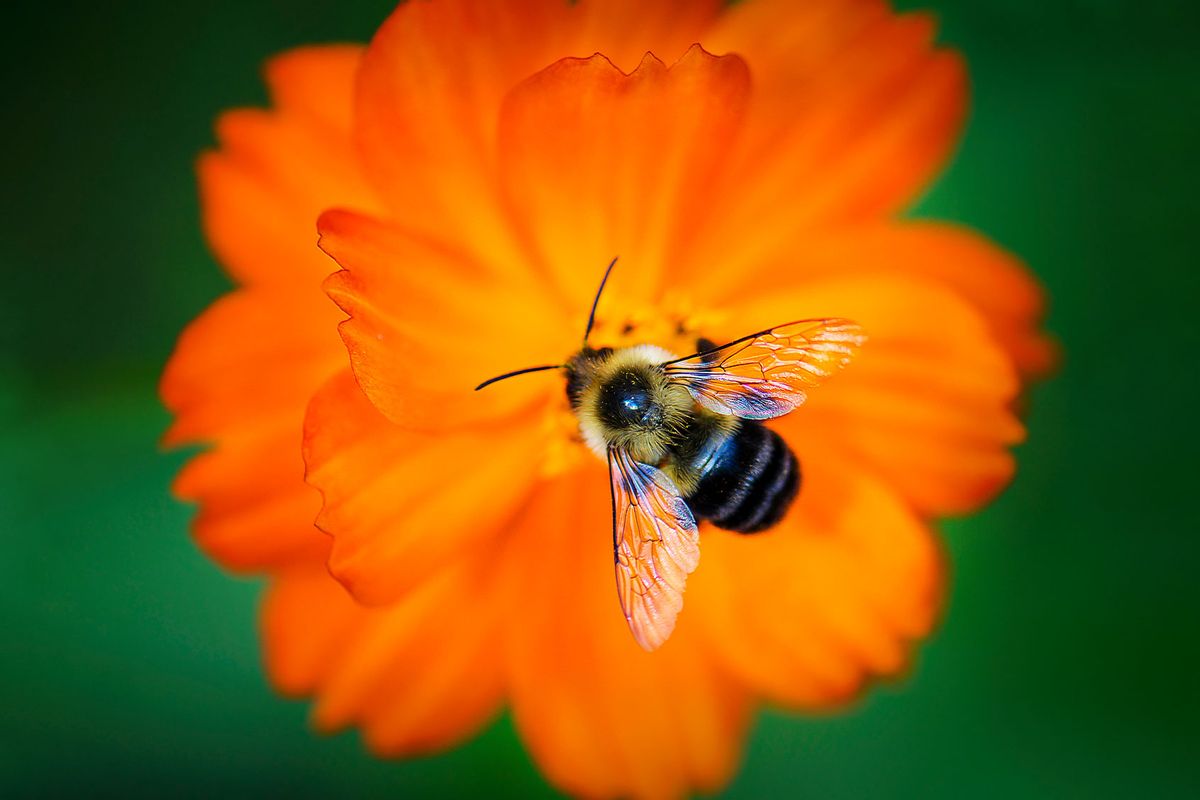 Bee on a vibrant orange flower (Getty Images/Vicki Jauron, Babylon and Beyond Photography)