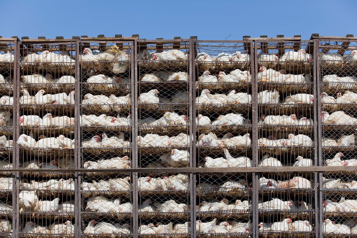 Chicken in battery cages (Getty Images/Grafissimo)