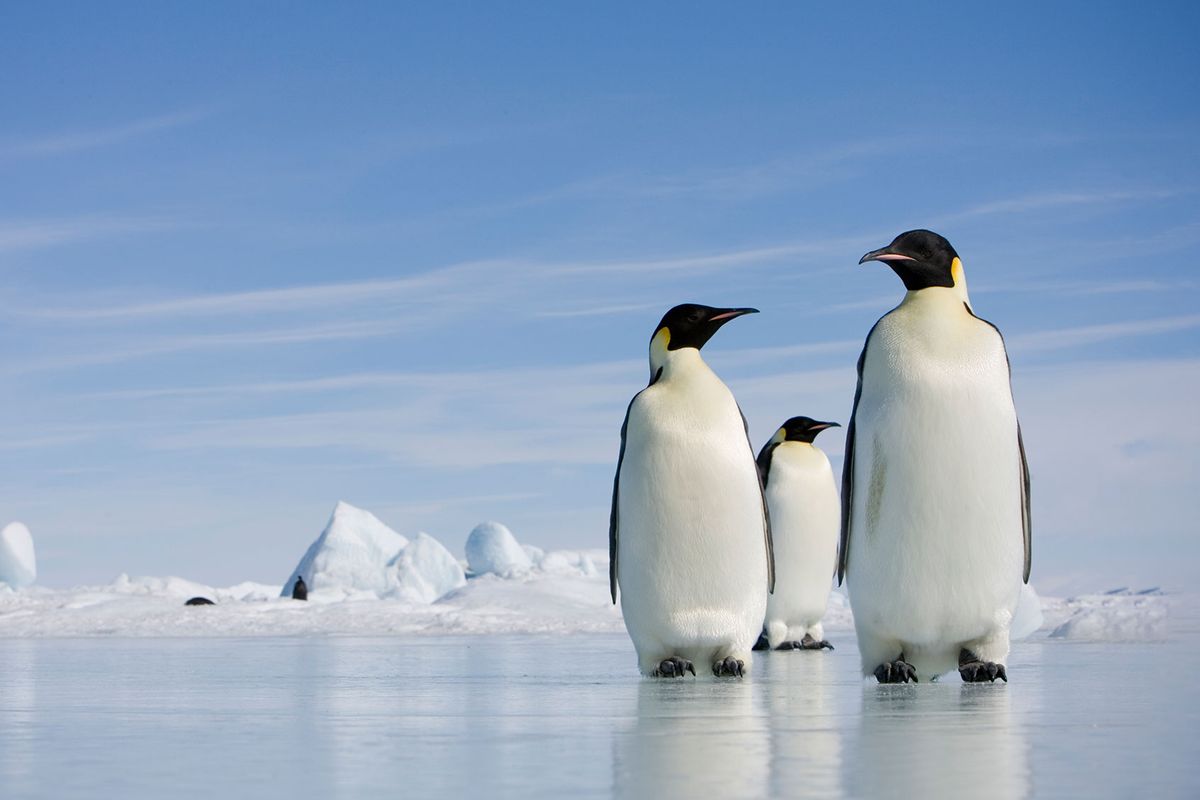 Emperor Penguins in Antarctica (Getty Images/Paul Souders)