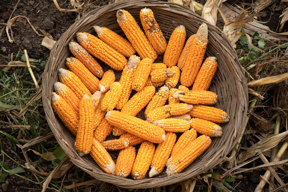 Maize or corn in a basket (Getty Images/undefined)