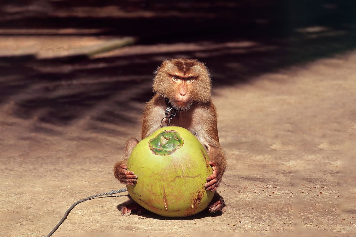 Monkey holding a fresh coconut, Koh Samui, Thailand. Monkeys are taught and used to climb coconut trees and twist off the coconuts until they fall. This one is holding a coconut that has been freshly harvested. (Getty Images/enviromantic)