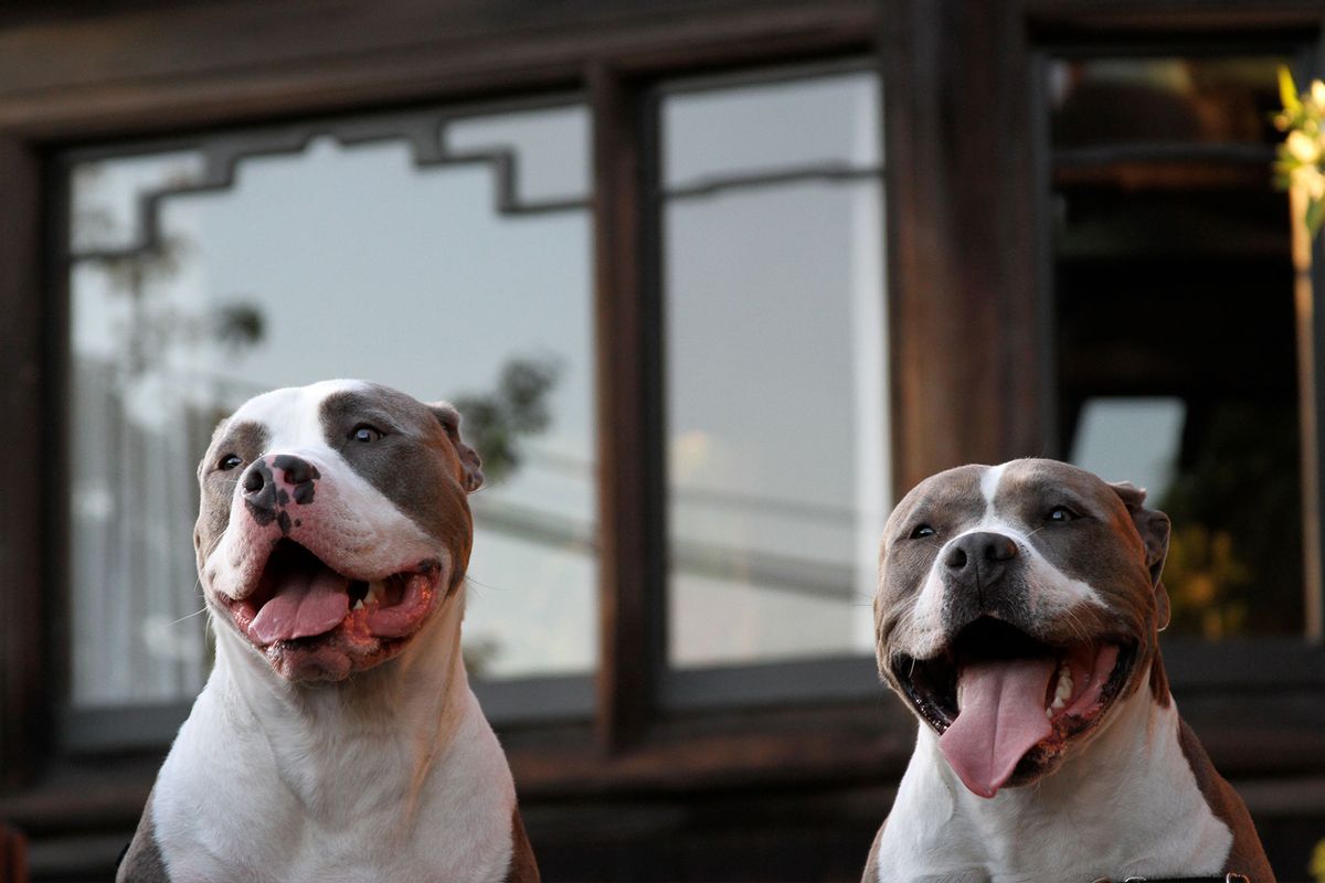 Twin American Pit Bull Terriers smiling (Getty Images/Josh Taxson)
