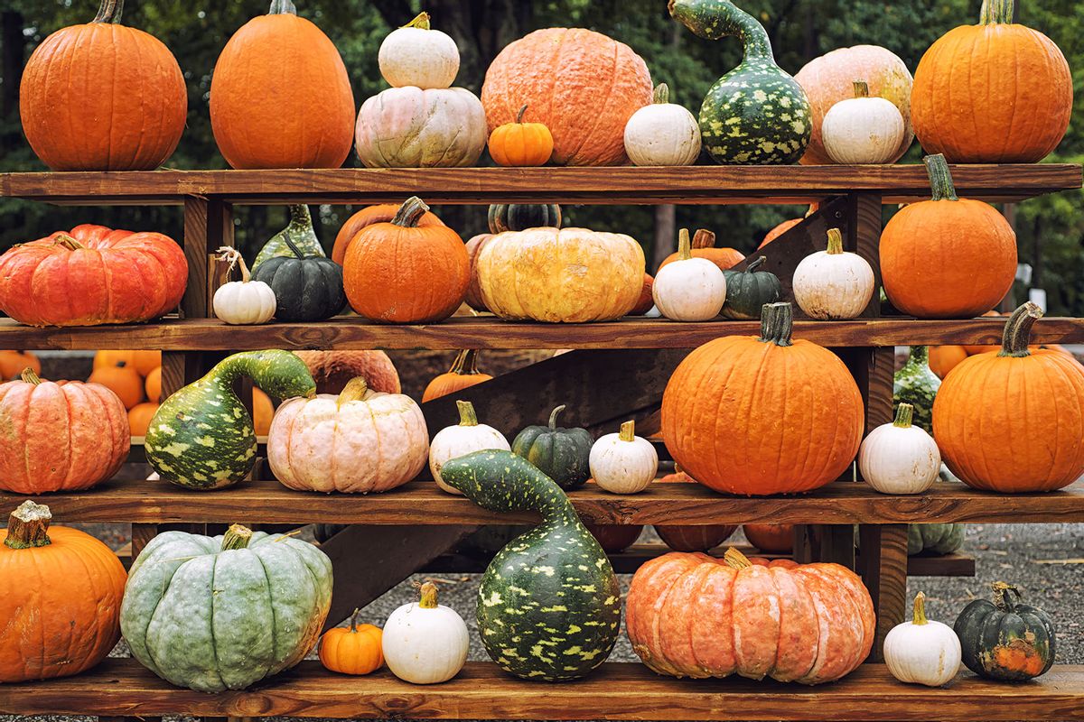 Pumpkins and gourds arranged on shelves (Getty Images/Natalia Ganelin)