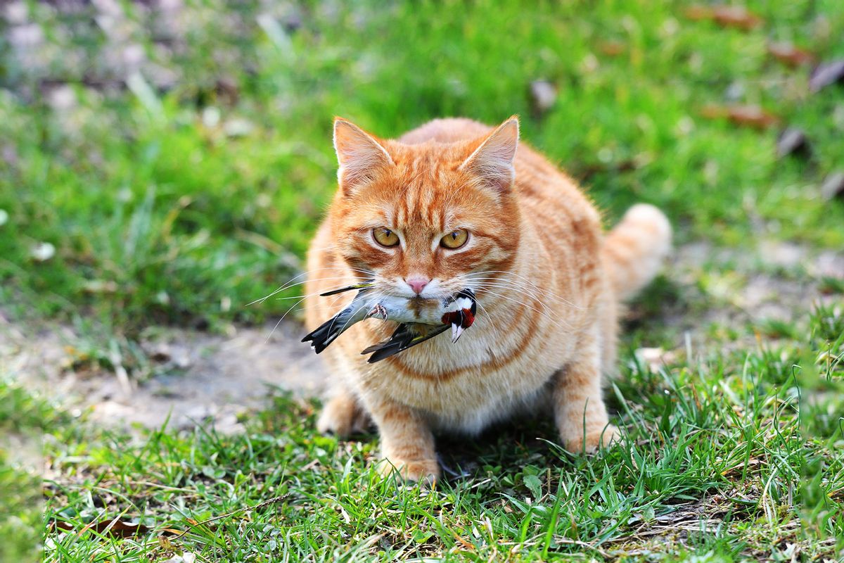 Red cat caught a bird in the garden (Getty Images/Pavol Klimek)