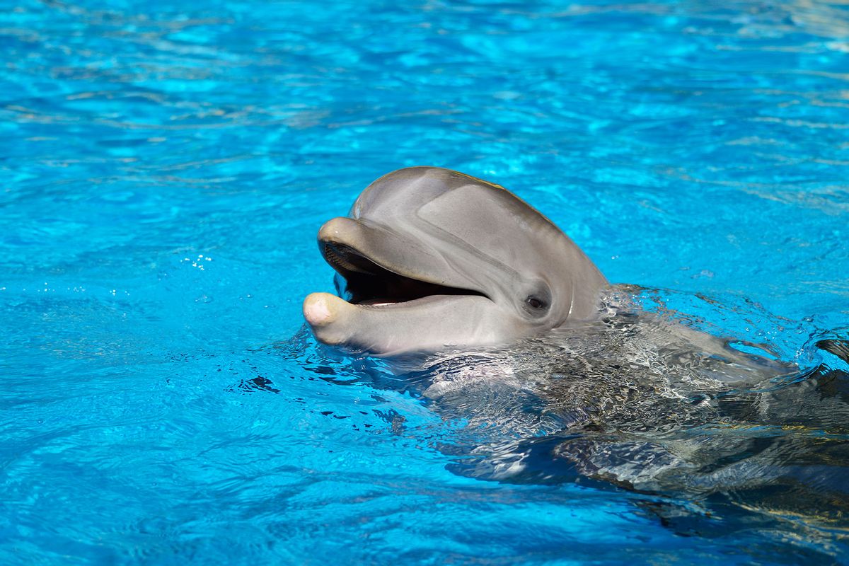 Bottlenose Dolphin (Tursiops truncatus) (Getty Images/Peter Etchells/EyeEm)