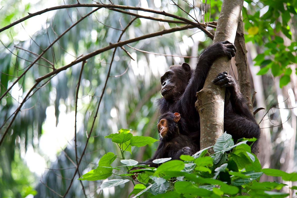 A female Chimpanzee (Pan troglodytes) and her baby sitting on a tree in Gombe Stream National Park in Western Tanzania (Getty Images/guenterguni)