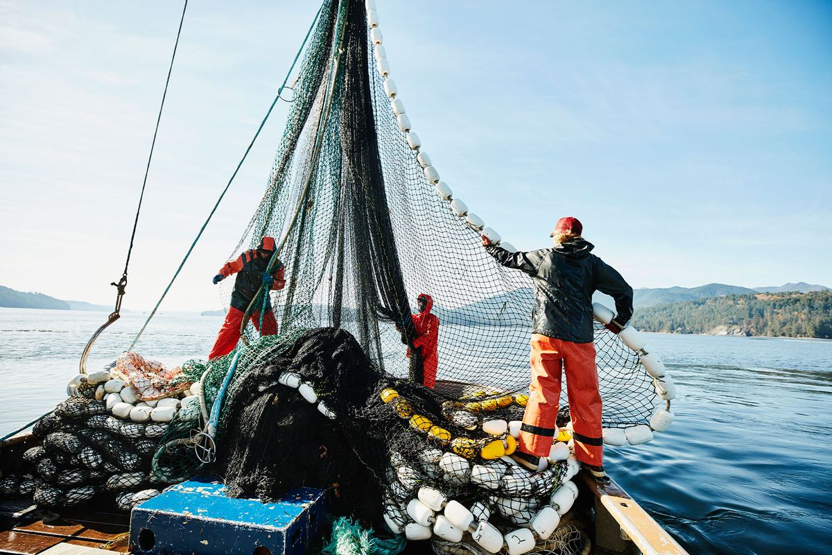 Crew members of purse seiner hauling in net while fishing for salmon (Getty Images/Thomas Barwick)