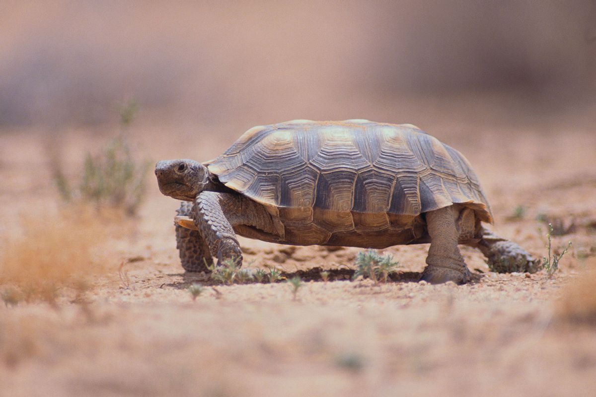 Desert Tortoise (Getty Images/Fuse)