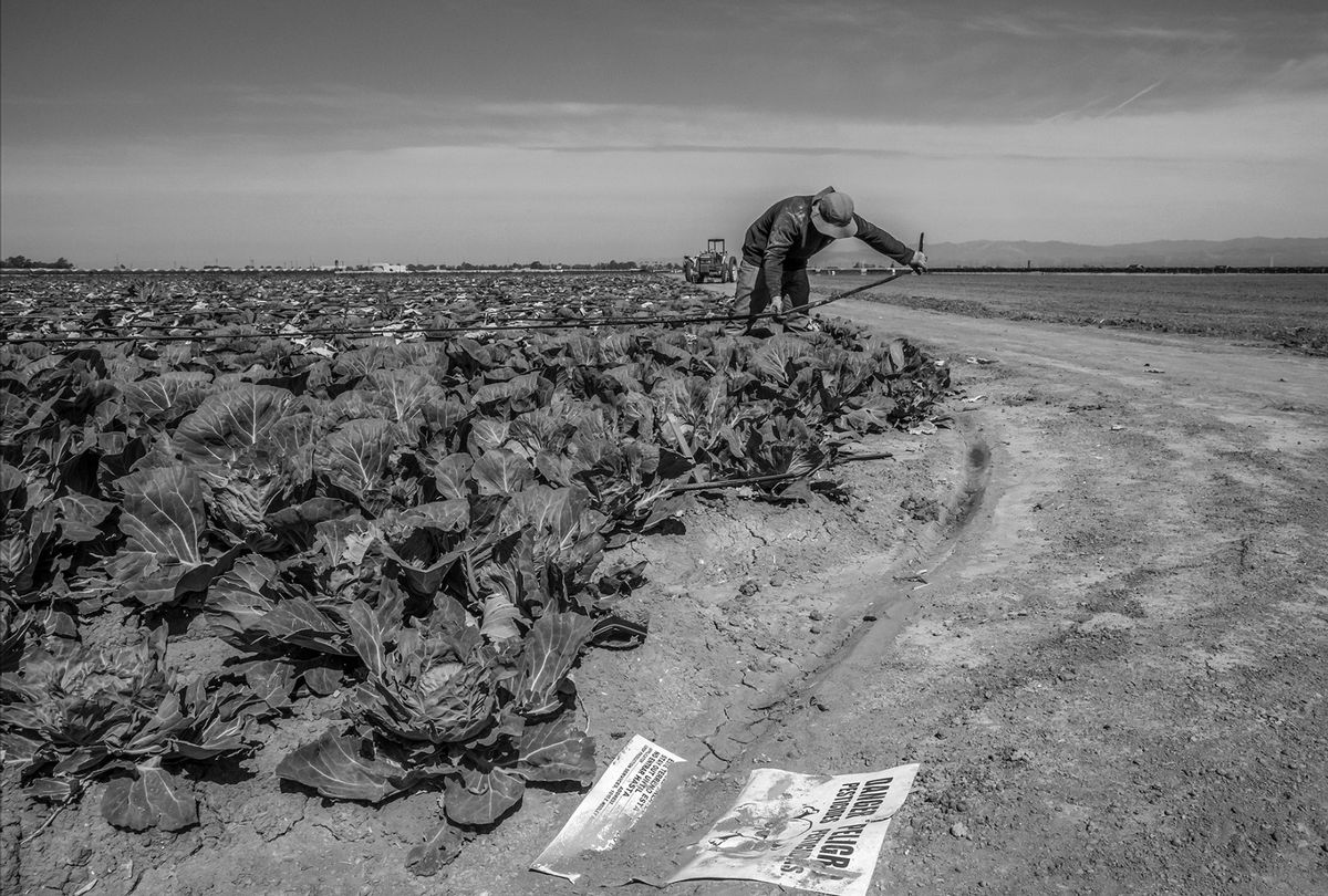 A sign in the dirt of a cabbage field warns of the dangers of the pesticides used on the crops. (David Bacon)