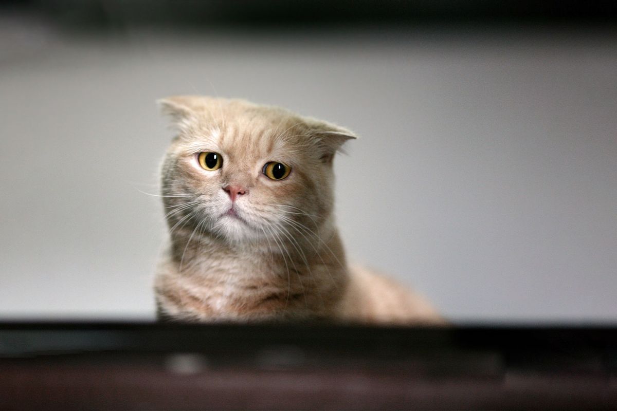 Sad cat (Getty Images/LeoCH Studio)