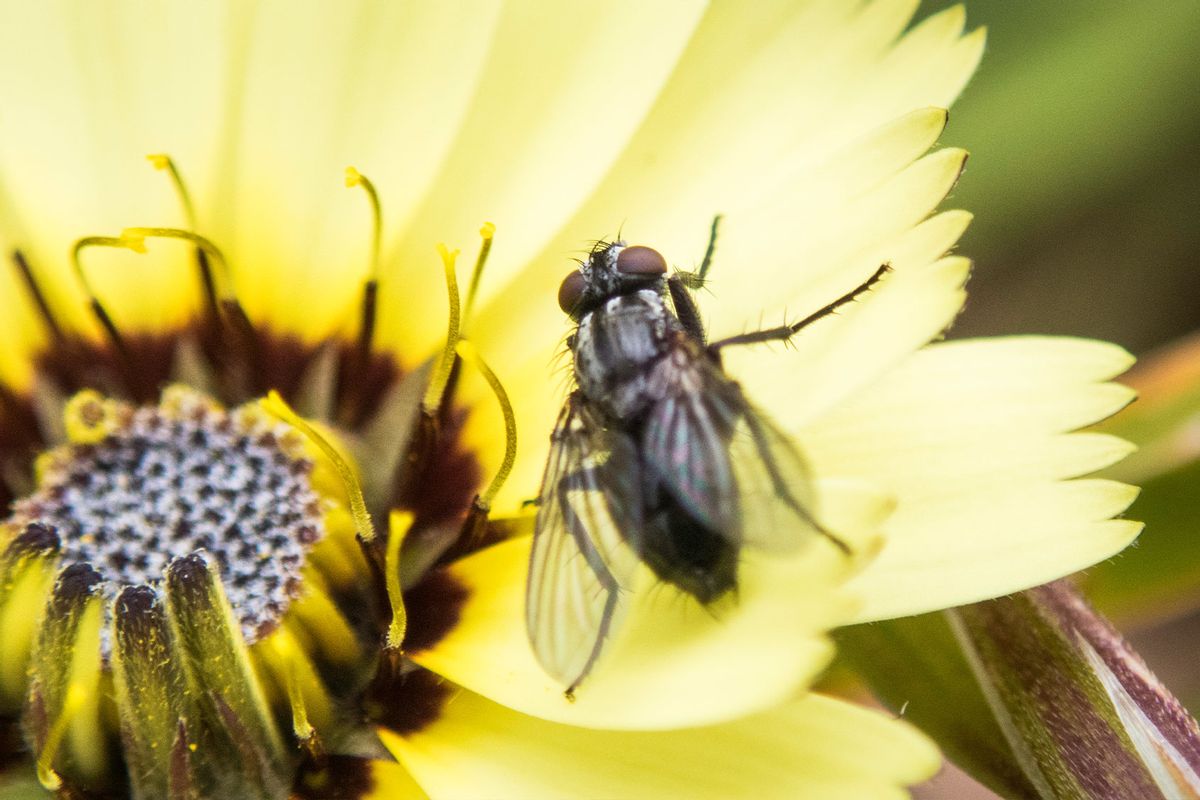 Fly on a big flower (Getty Images / Enrique Díaz / 7cero)