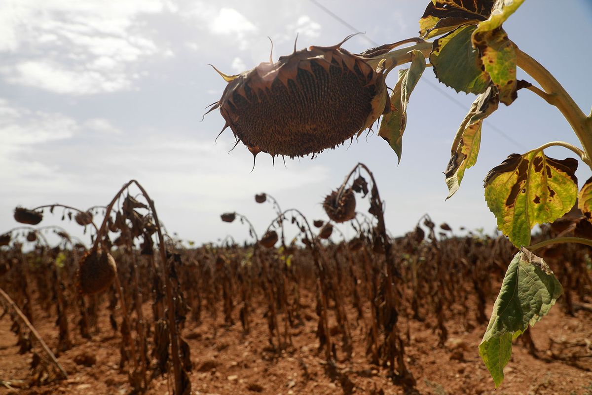 A field of half-dried sunflowers in a field during a heat wave, September 12 2022, Búger, Spain (Clara Margais/picture alliance via Getty Images)