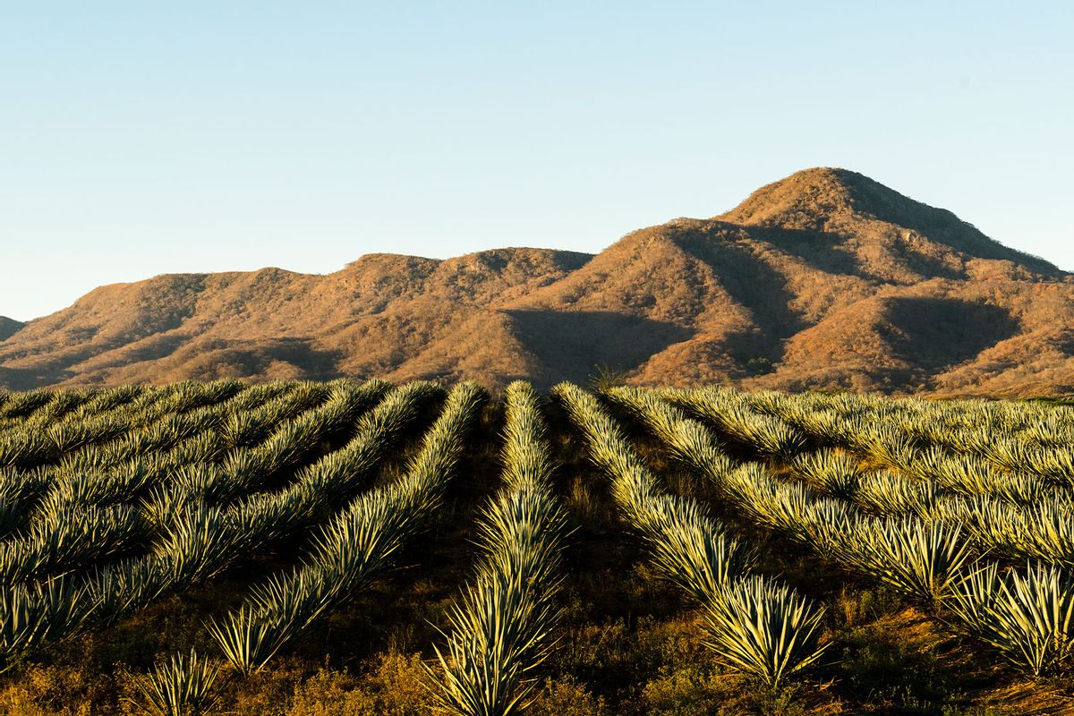 A field of Blue Agave in Jalisco Mexico (Getty Images/Matt Mawson)