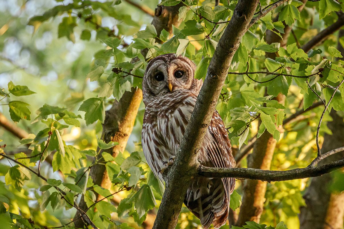 Barred Owl mother keeps a watchful eye on her fledglings (Getty Images/Judith Rawcliffe)