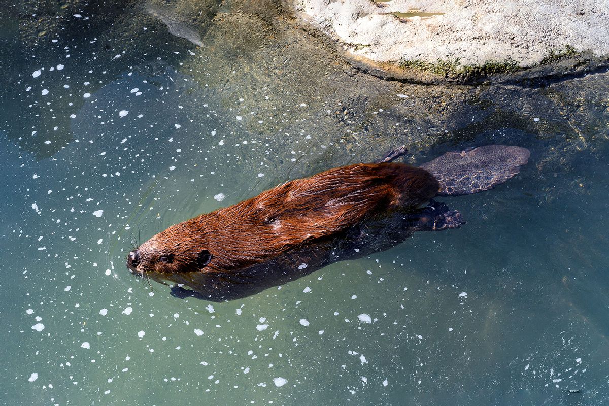 American beaver (Getty Images/barbaraaaa)