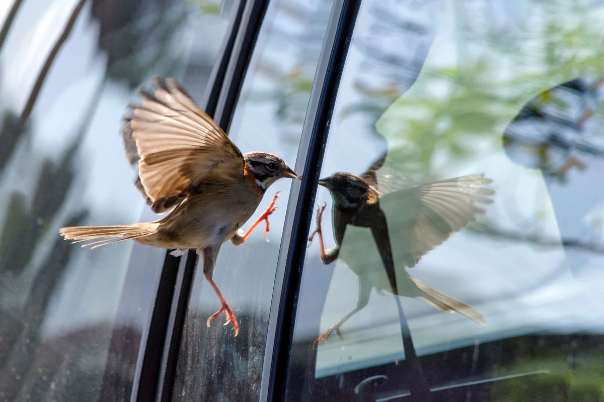 Bird Flying By Window (Getty Images/Lucia Hisatsuga/EyeEm)