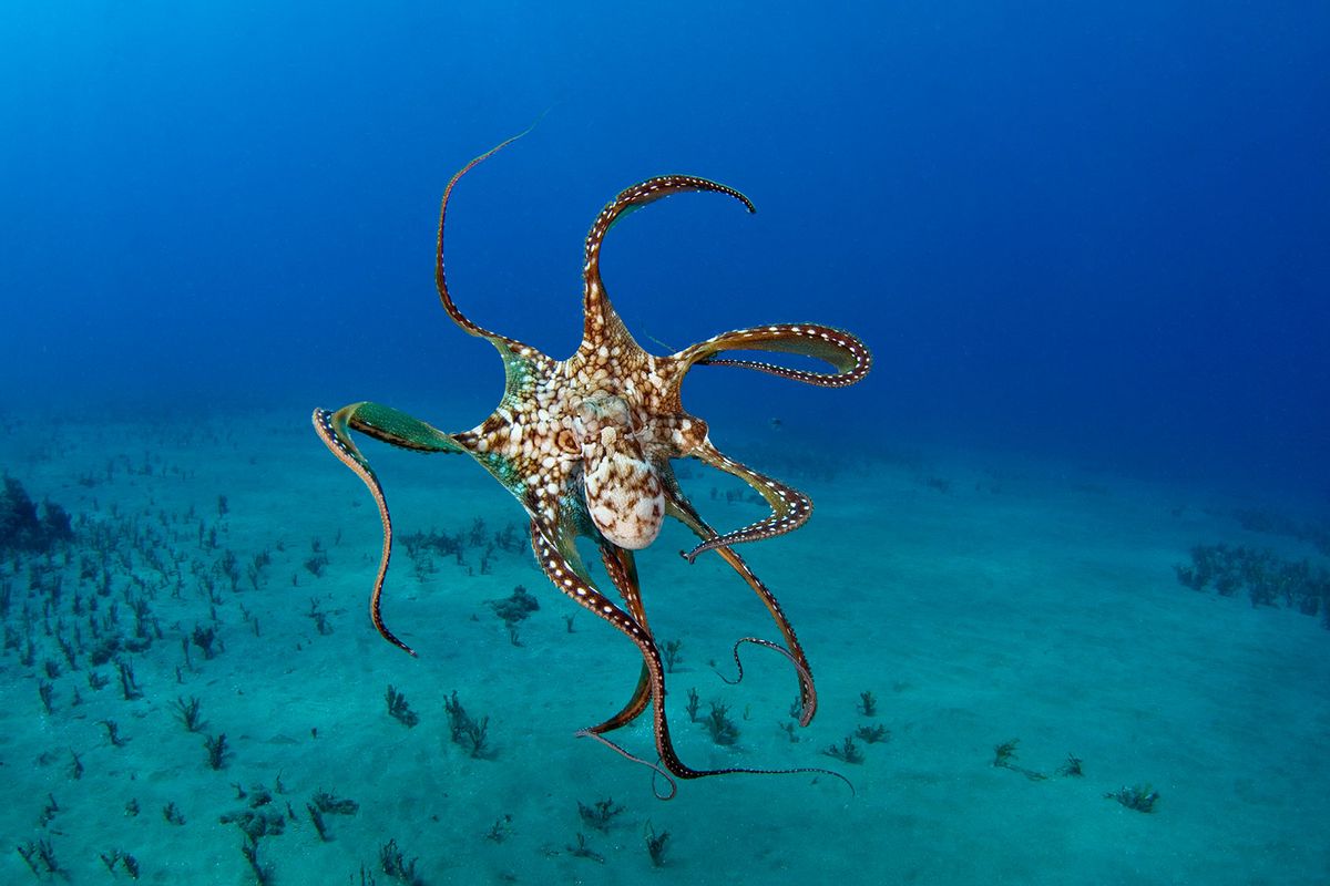 Day octopus, Octopus cyanea, Hawaii. (David Fleetham/VW PICS/Universal Images Group via Getty Images)
