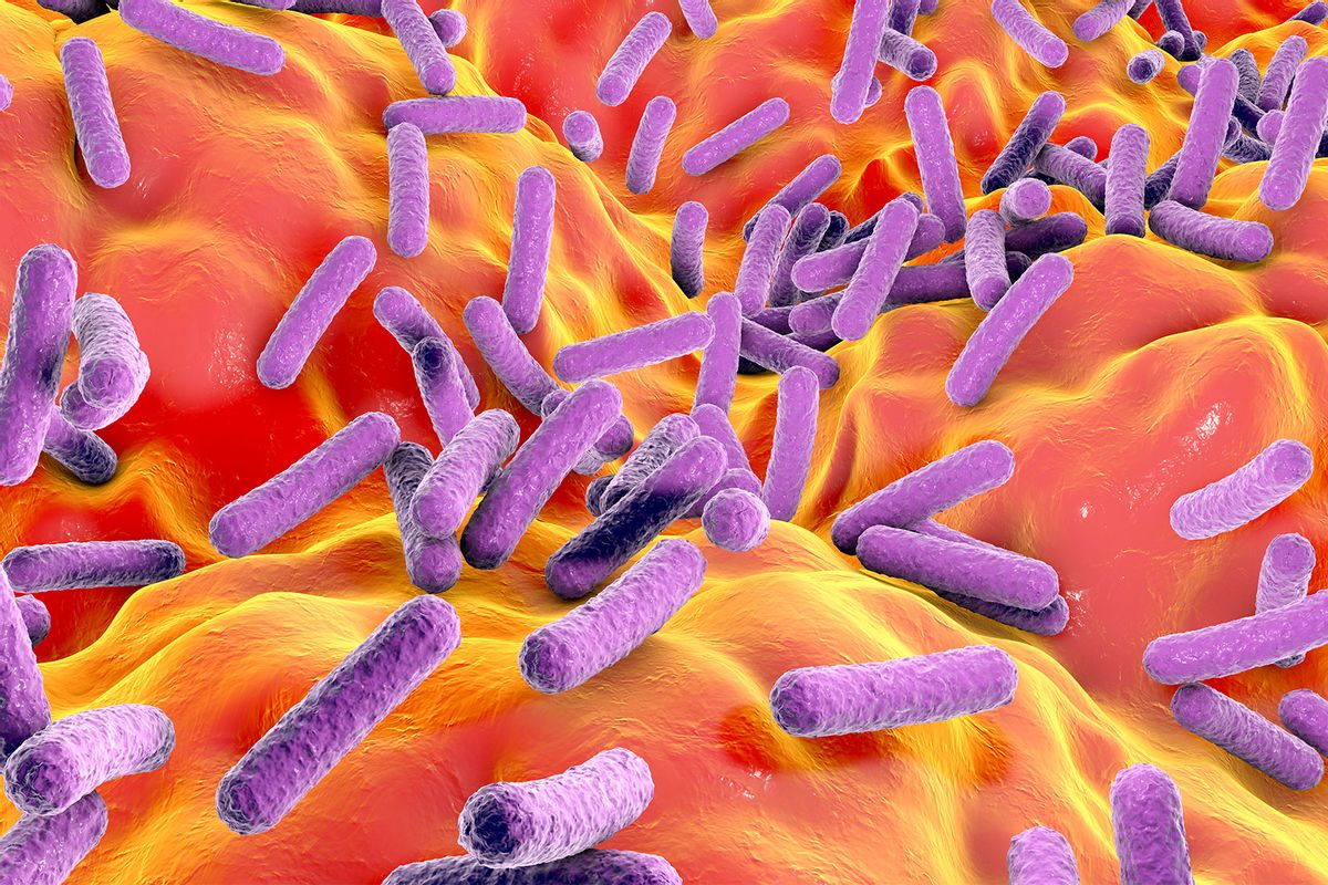 Faecalibacterium prausnitzii bacteria (Getty Images/KATERYNA KON/SCIENCE PHOTO LIBRARY)