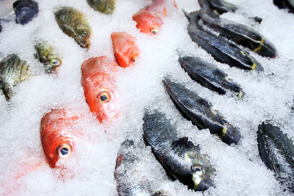 Fish on ice (Getty Images/fotofrog)