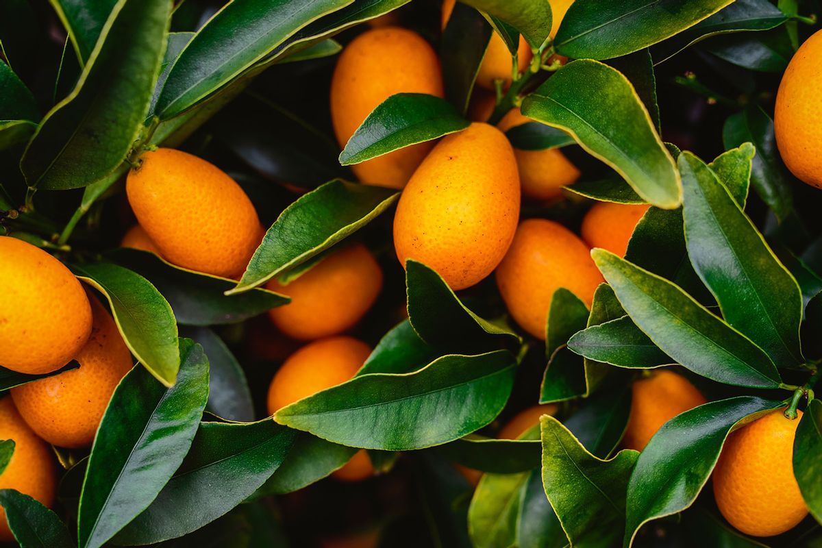 Fresh kumquat fruits on tree (Getty Images/Oliver Helbig)