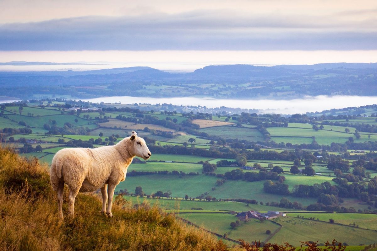 Lone sheep high above misty countryside in Monmouthshire, UK (Getty Images/WLDavies)