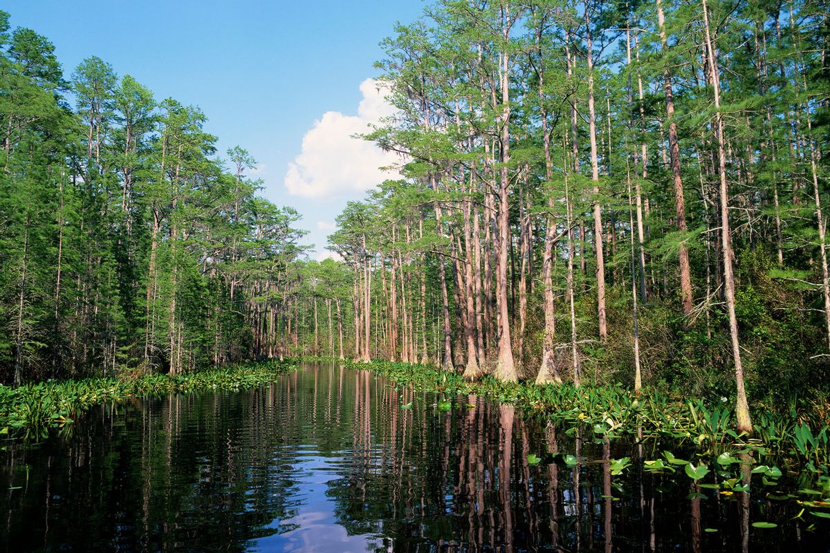 Okefenokee Swamp (Getty Images/James Randklev)