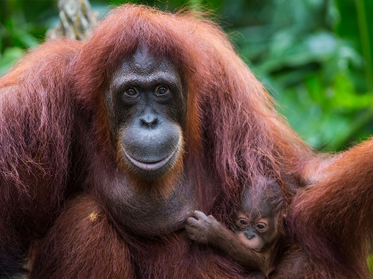 Orangutans are being pushed to the brink of extinction. Can we