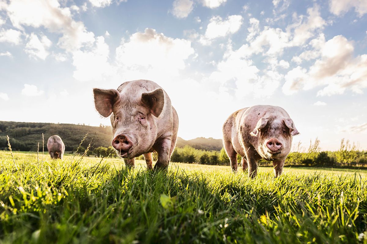 Pigs in the pasture (Getty Images/Neumann & Rodtmann)
