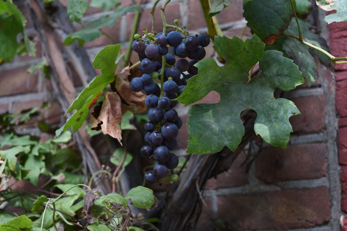 Red grapes growing on the vine (Getty Images/Inga Rasmussen)
