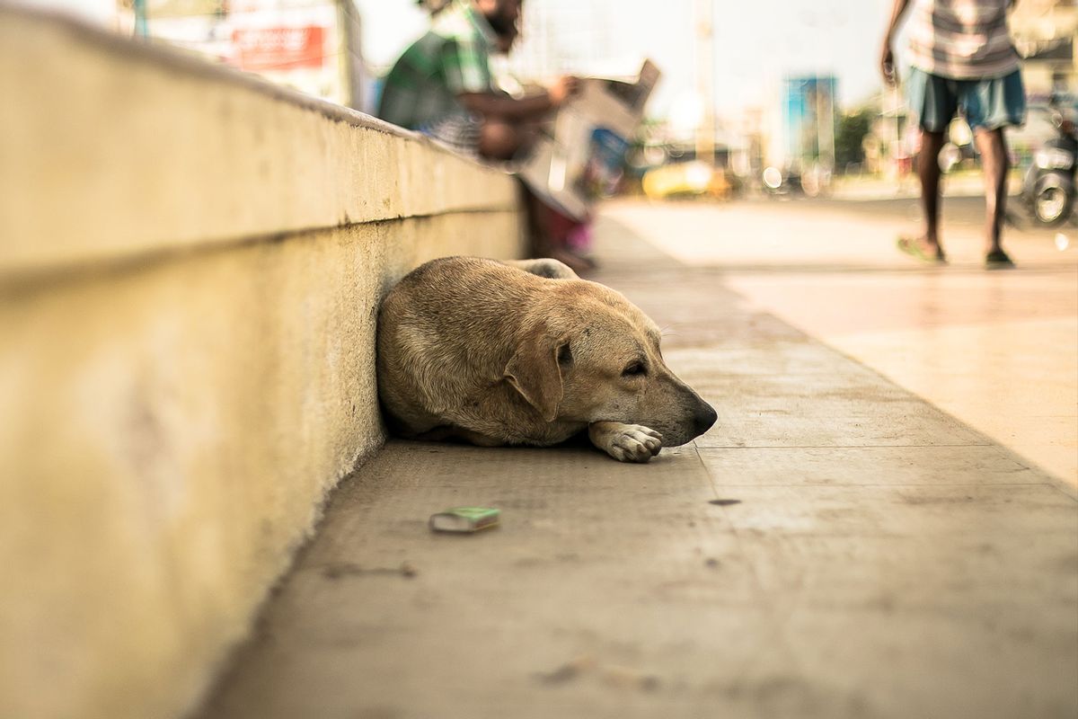 Stray Dog Lying On Sidewalk (Getty Images/Pradeep Kumar/EyeEm)