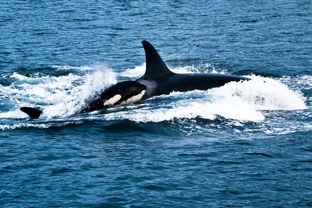 Baby Orca whale with its pod. (Getty Images/thecrystalfocus)