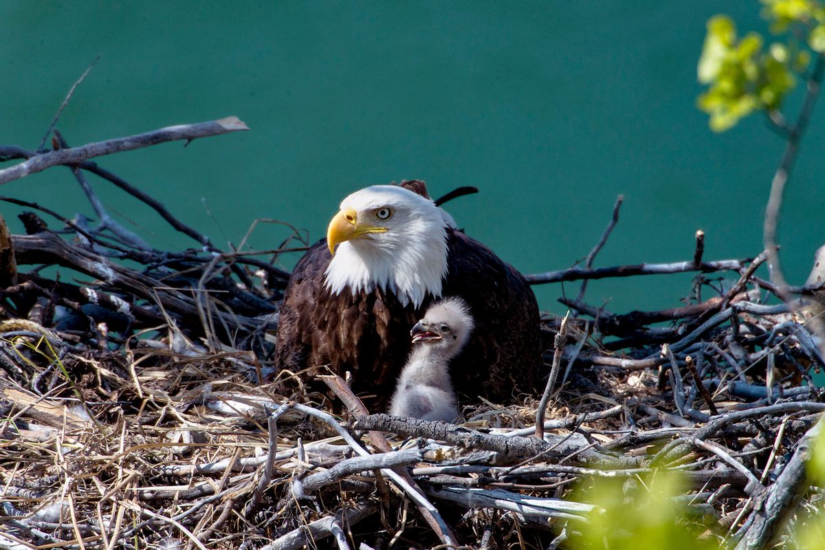 Nesting bald eagle with baby (Getty Images/Mark Newman)