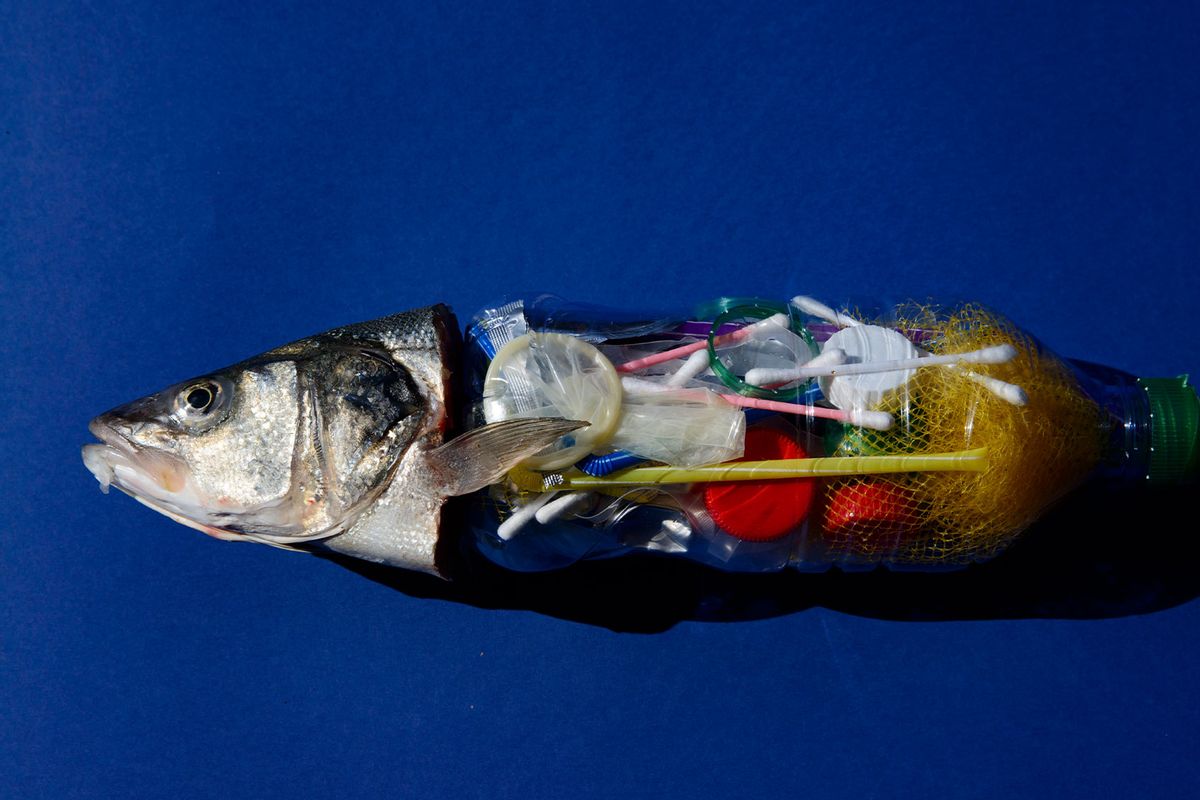 Fish and plastic (Getty Images/Sergi Escribano)