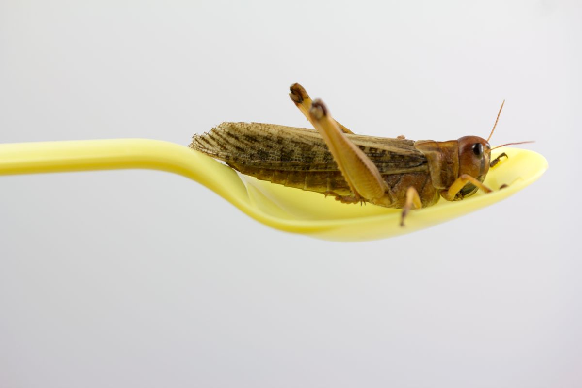 An insect in a yellow plastic spoon. (Fernando Trabanco Fotografía/Getty Images)
