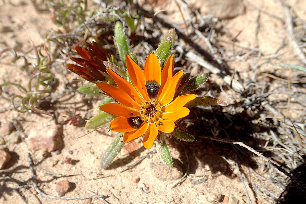 Gorteria diffusa, aka the Beetle Daisy or Katoog (Cat Eye) (Dwergenpaartje/Wiki Commons)