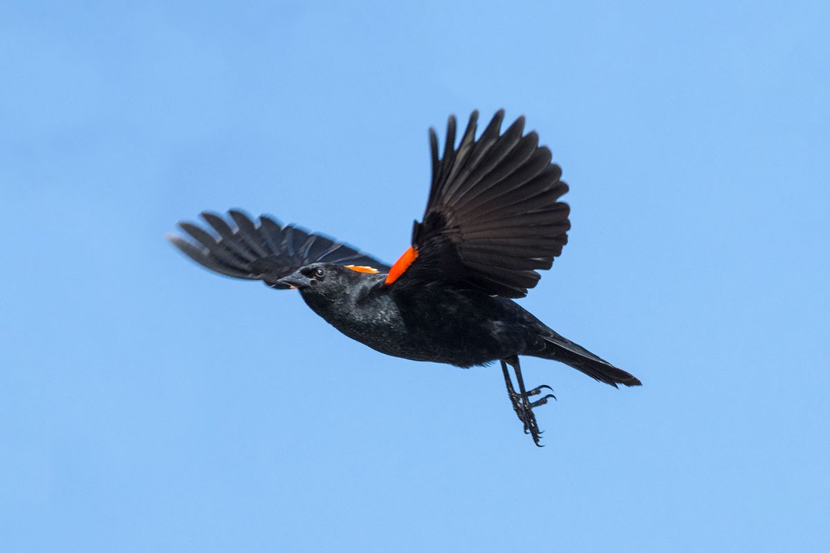 Red Winged Blackbird in Flight (Getty Images/Gail Shotlander)
