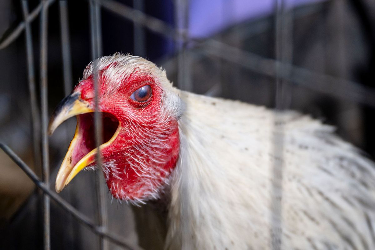 A rooster is held in a cage on a farm on January 23, 2023 in Austin, Texas. The poultry industry as well as private flocks are suffering a health crisis as the bird flu continues to spread across the United States. (Brandon Bell/Getty Images)