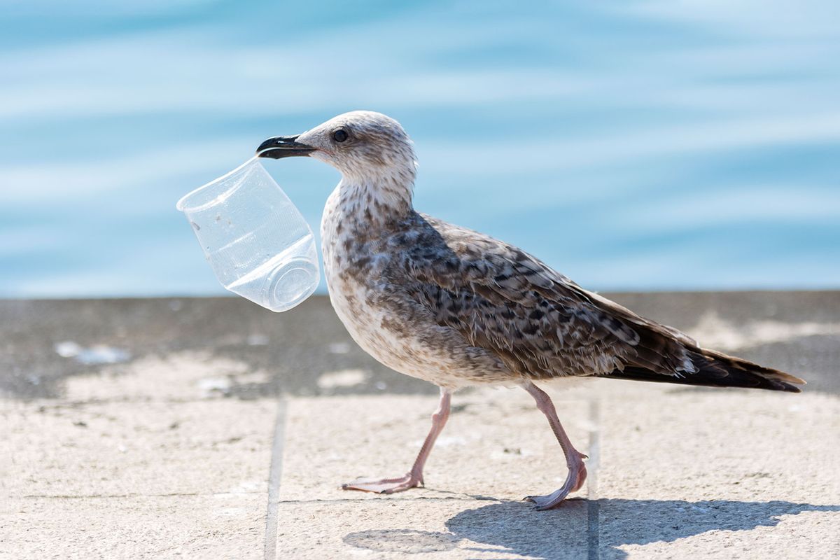Seagull carrying a plastic cup (Getty Images/Robert Pleško)