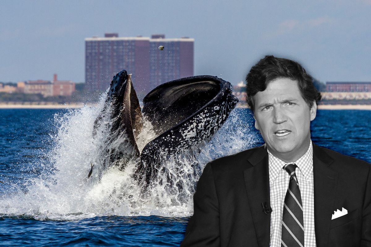 Tucker Carlson | Humpback Whales Spotted Around New York City (Photo illustration by Salon/Getty Images)
