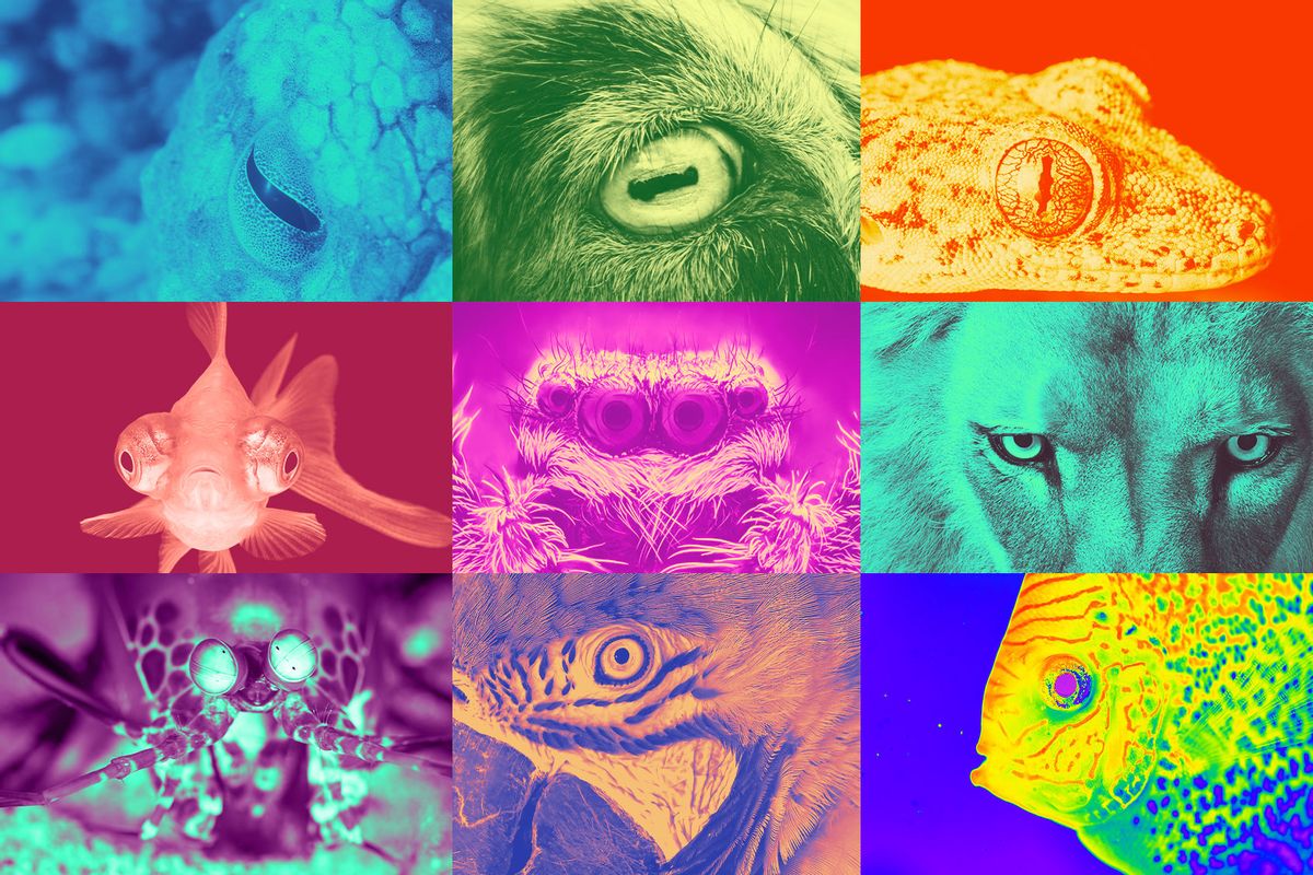 Eyes of an octopus, a goat, a gecko, a goldfish, a jumping spider, a lion, a mantis shrimp, a macaw and a discus fish (Photo illustration by Salon/Getty Images)