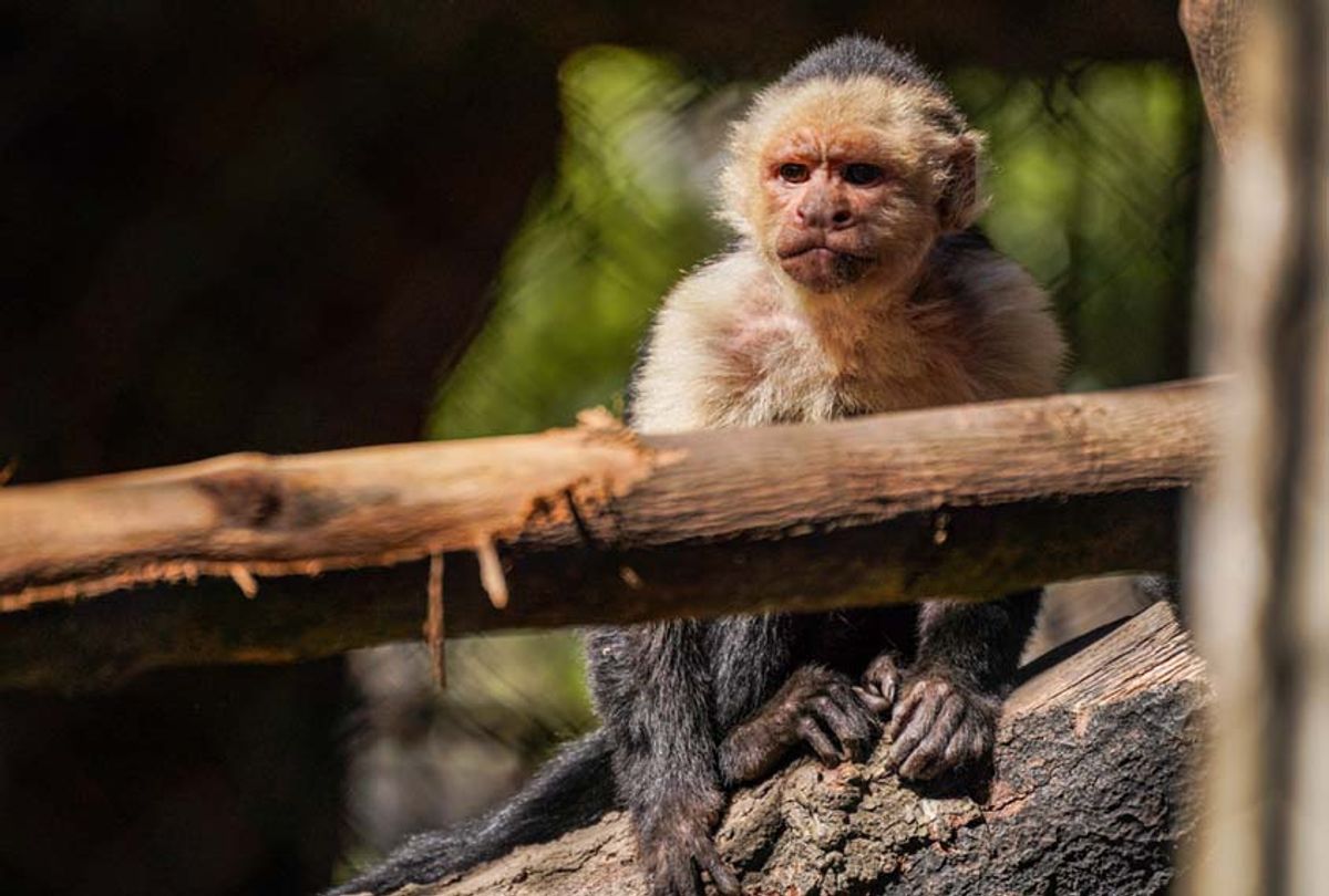 A Capuchin monkey rests on a tree branch in the Aurora Zoo in Guatemala.
 (Camilo Freedman/SOPA Images/LightRocket via Getty Images)