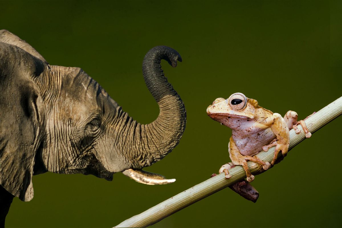 Elephant and Frog (Photo illustration by Salon/Getty Images)